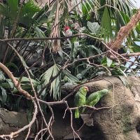 Zoo Brews ico