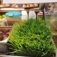 Healthy Fresh ico