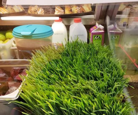 Healthy Fresh