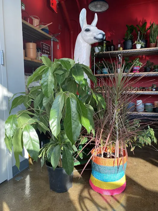 Mae Mae Café & Plant Shop Picture 5
