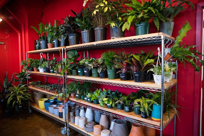 Mae Mae Café & Plant Shop Picture 6