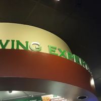 Wingstop ico