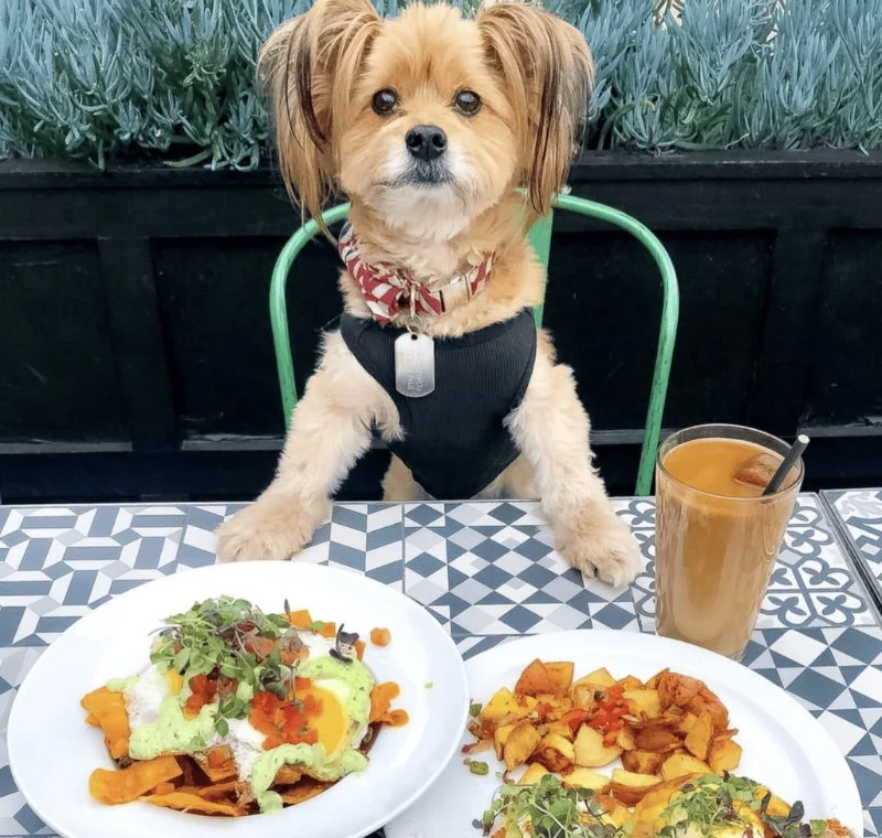Best Pet-Friendly Outdoor Brunch Spots for Relaxed Weekend Dining