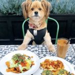 Best Pet-Friendly Outdoor Brunch Spots for Relaxed Weekend Dining