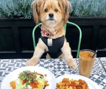 Best Pet-Friendly Outdoor Brunch Spots for Relaxed Weekend Dining