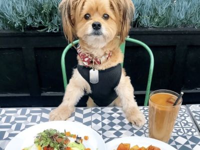 Best Pet-Friendly Outdoor Brunch Spots for Relaxed Weekend Dining