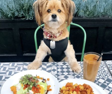 Best Pet-Friendly Outdoor Brunch Spots for Relaxed Weekend Dining